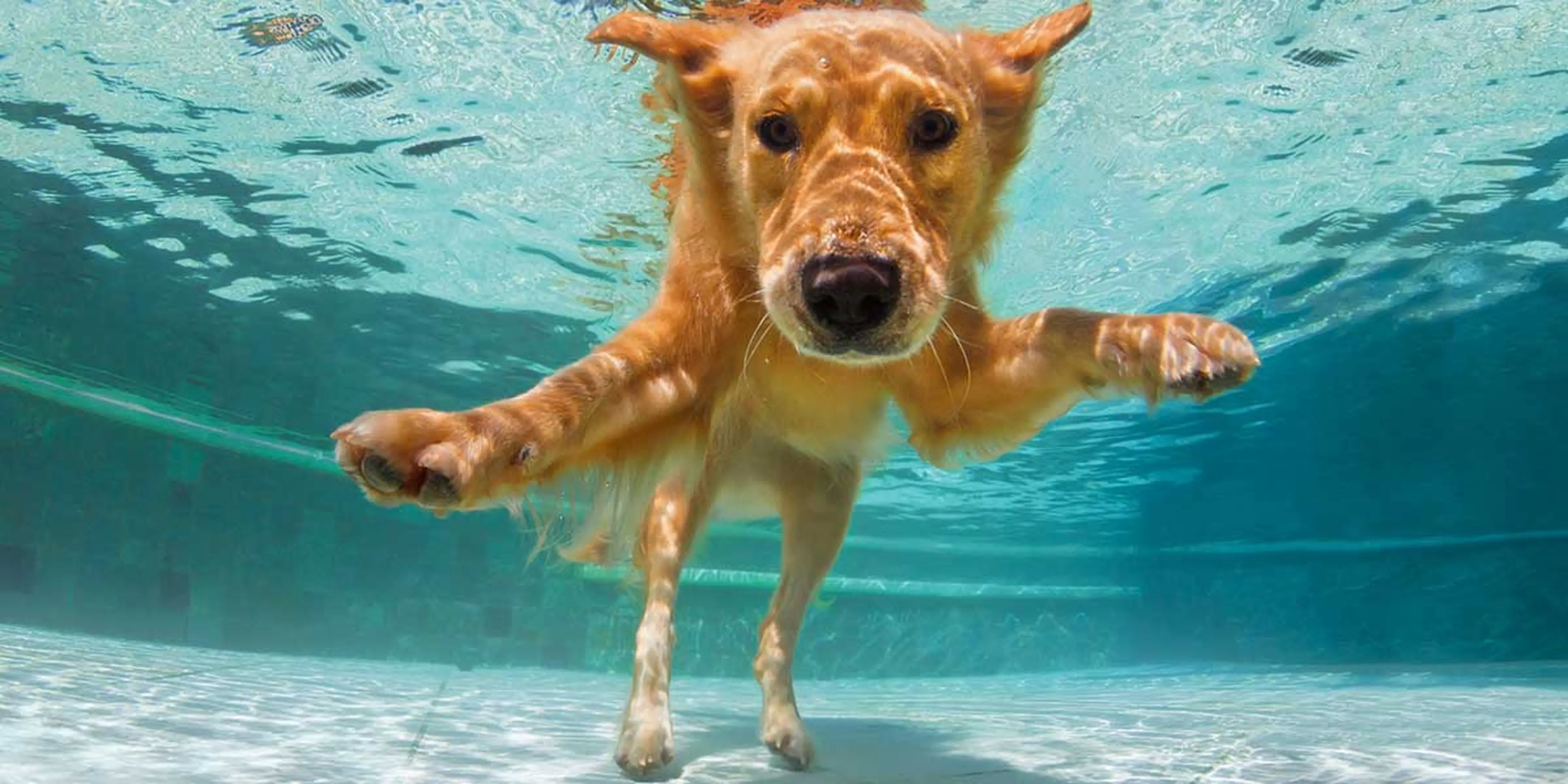 Ein Ferienhaus mit Hund mieten? Klar das geht in ausgewählten Destinationen - Hund im Pool