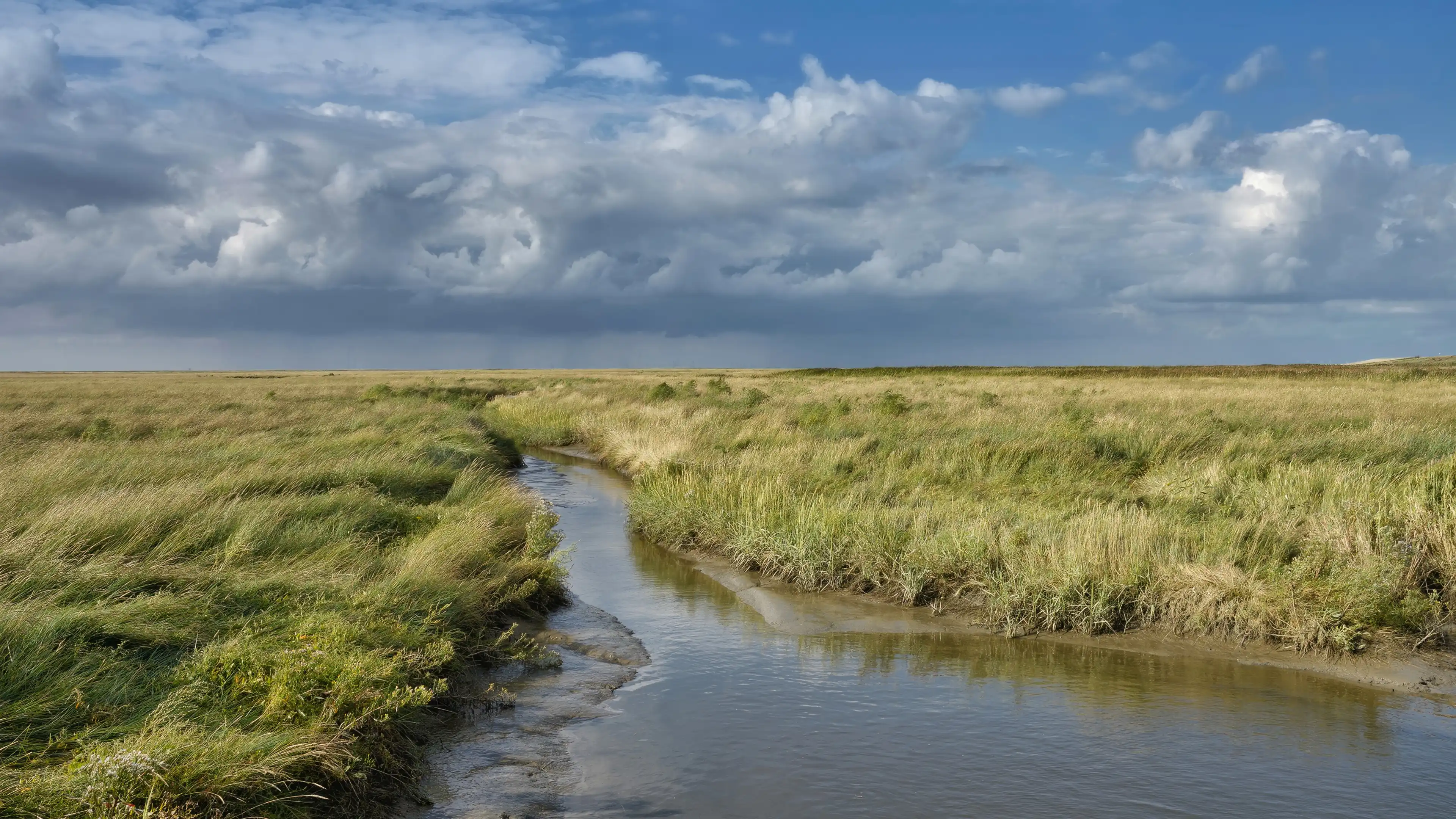 Satte grüne Salzwiesen durch die ein Salzwasserbach fließt